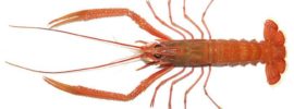 A north Atlantic shrimp