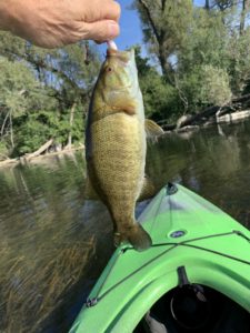 Catching a small mouth bass