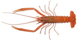 A north Atlantic shrimp